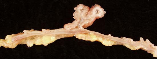 specimenimage