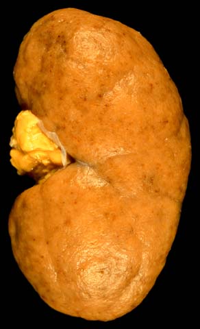 specimen image