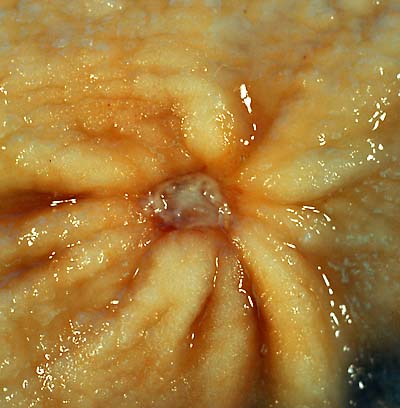specimenimage