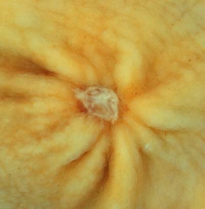 specimenimage
