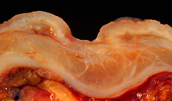 specimenimage