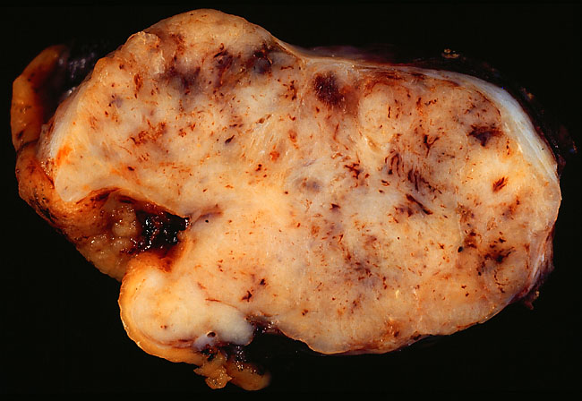 specimenimage
