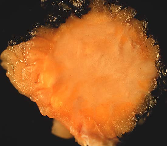 specimenimage