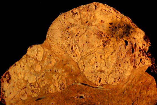 specimenimage