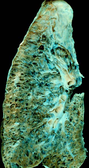 specimenimage