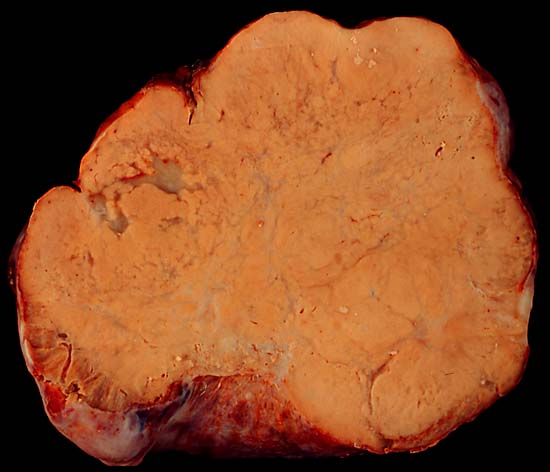 specimenimage