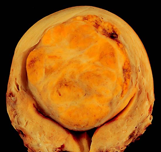 specimenimage