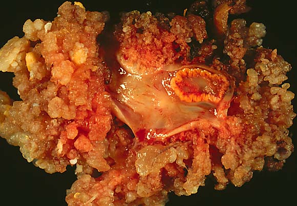 specimen image