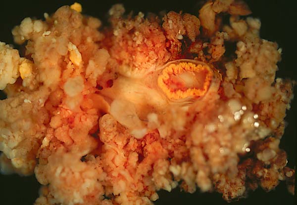 specimenimage
