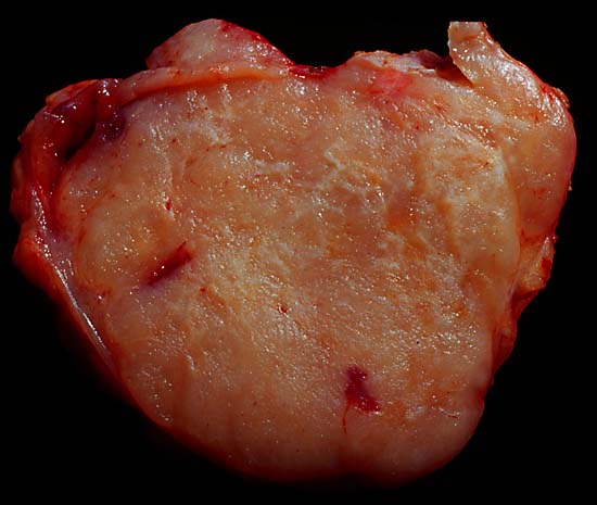 specimenimage