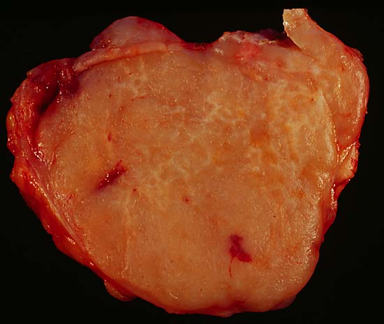 specimenimage