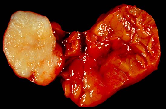 specimenimage