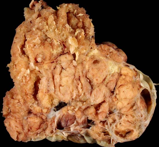 specimenimage