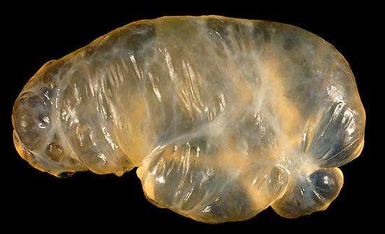specimenimage