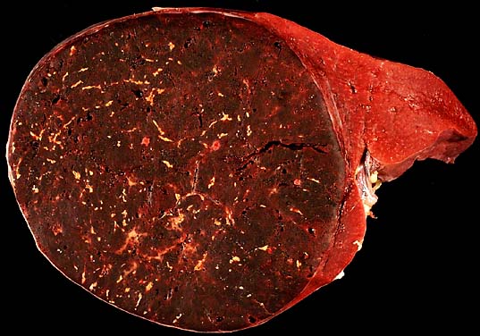 specimenimage
