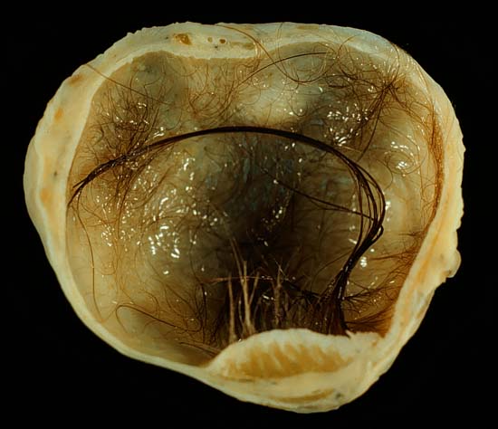 specimenimage