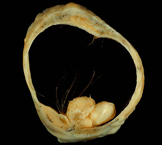 specimenimage