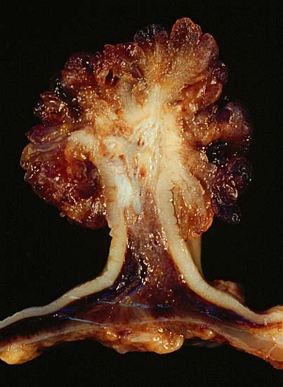 specimenimage