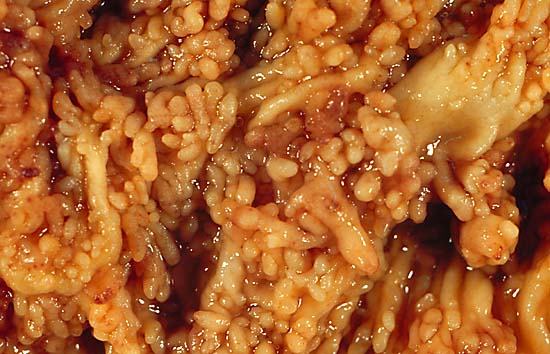 specimenimage