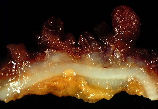 specimenimage