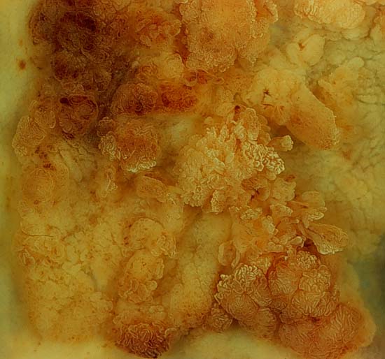 specimenimage