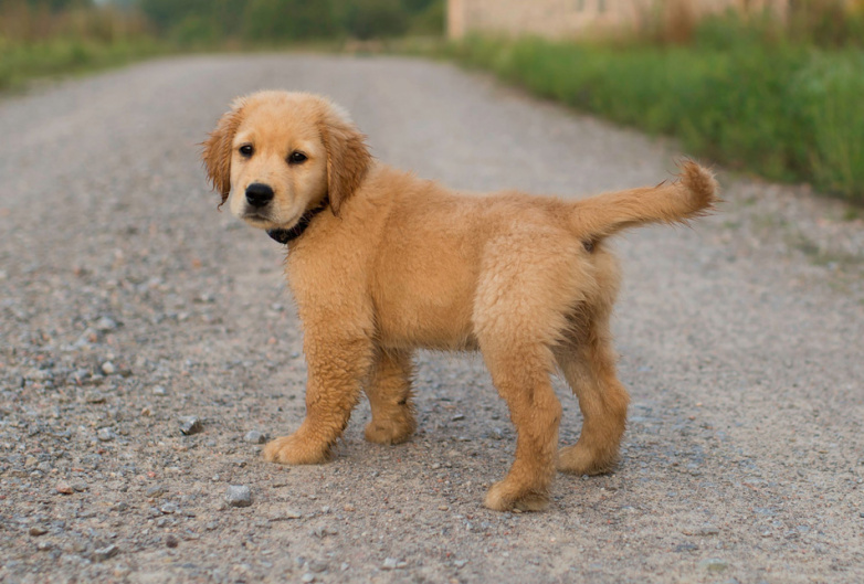 dog