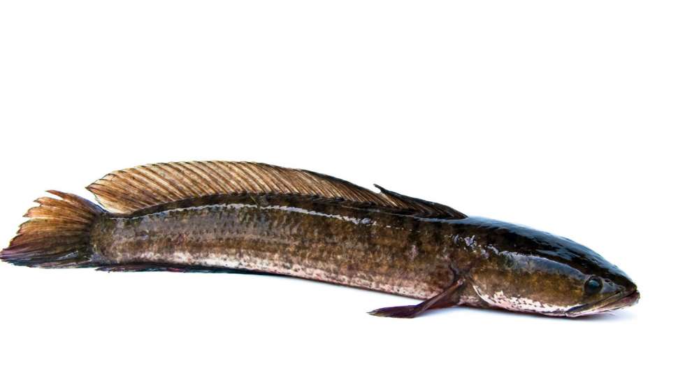 ikan nila