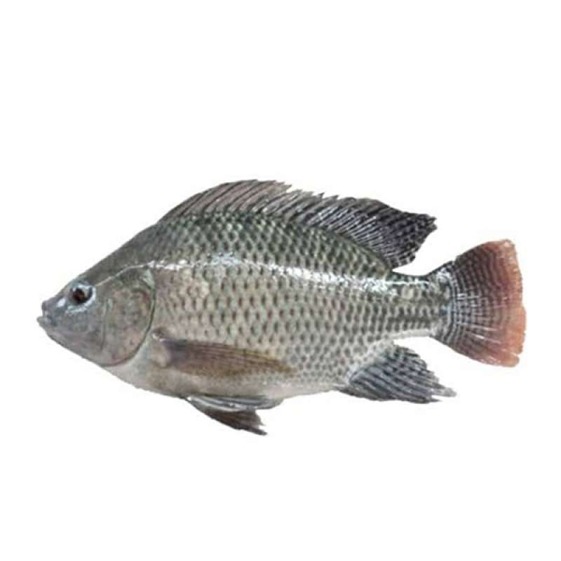 ikan haruan
