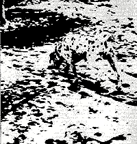 Where is the dog