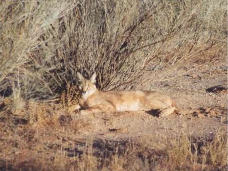 Caracal