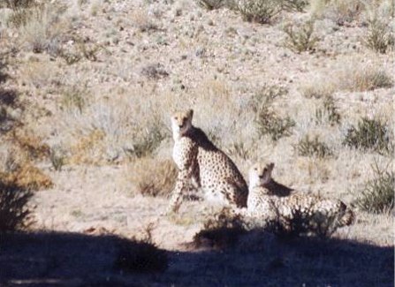 cheetahs