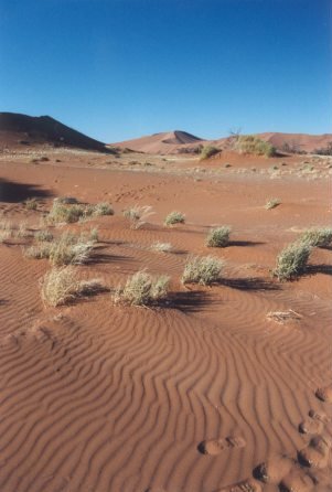 op weg naar crazy dune (middenin aan de horizon)