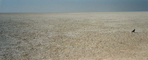 Etosha Pan,, een enorme zoutvlakte