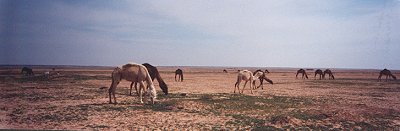 dromedarissen in het vrije woestijnveld