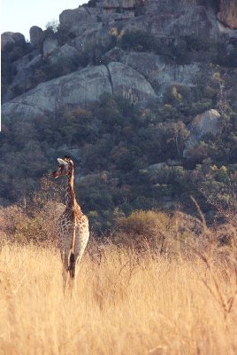 giraffe.jpg (29471 bytes)
