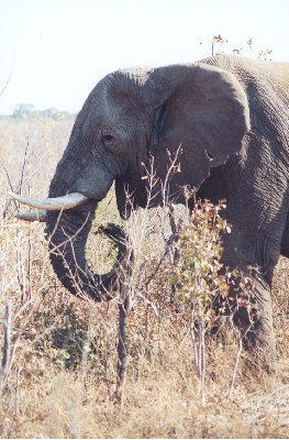 olifant1.jpg (37638 bytes)