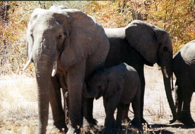 olifant2.jpg (37712 bytes)