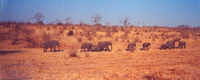 olifant3.jpg (21615 bytes)