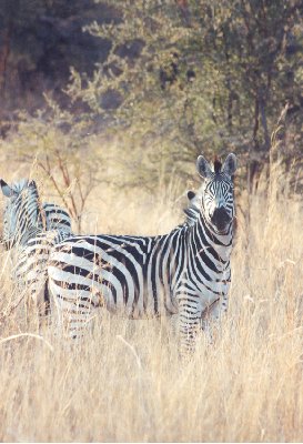 zebra.jpg (34257 bytes)