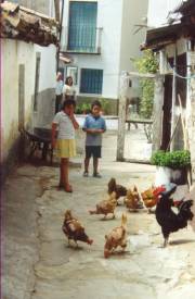 Animales en libertad