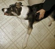 Bob/Buddy in the kitchen