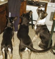 Bribing the Dogs