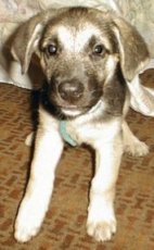 Grendel at 10 weeks