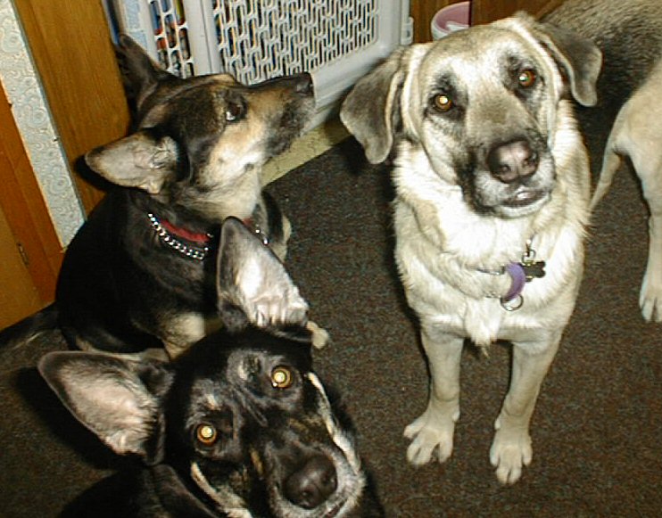 Ginger, Grendel and Molly
