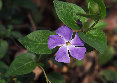 elmmay04000.jpg