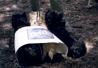 oreodogs.jpg (30895 bytes)