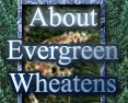 About

Evergreen

Wheatens
