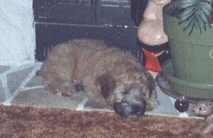 tylerpup1.jpg (10472 bytes)