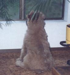 tylerpup2.jpg (7988 bytes)