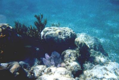 Snorkeling